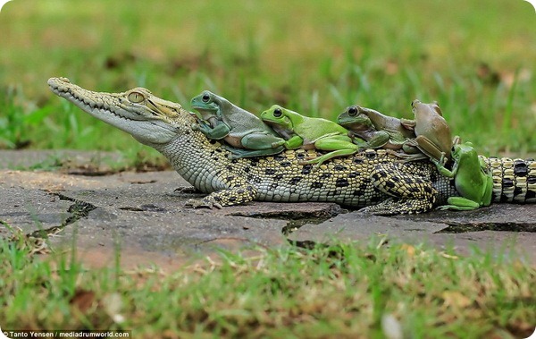Бесстрашные лягушки и кайман от фотографа Танто Йенсена