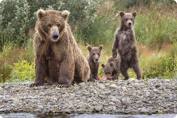 Медвежья рыбалка от фотографа Кристофера Васселина