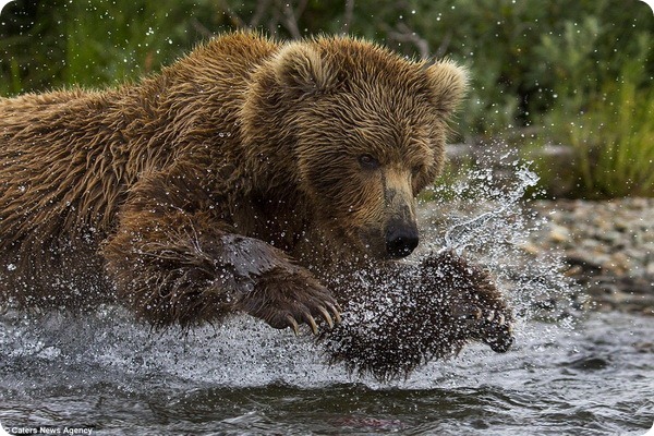 Медвежья рыбалка от фотографа Кристофера Васселина