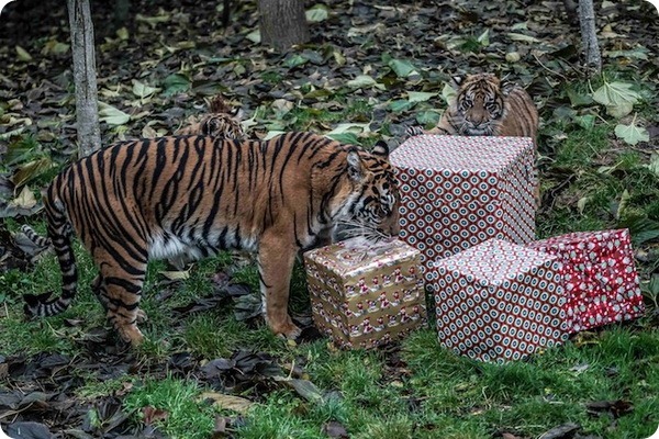 В зоопарке Лондона животные весело отпраздновали Рождество