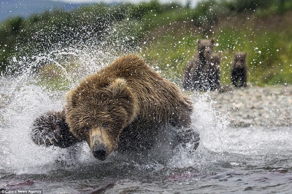 медведи востока на рыбалке