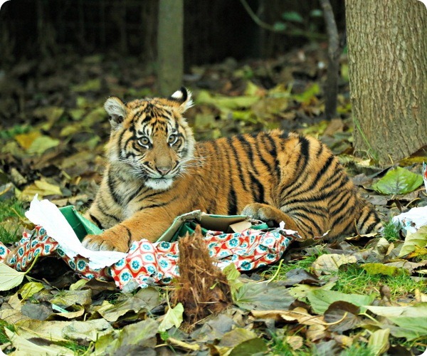 В зоопарке Лондона животные весело отпраздновали Рождество