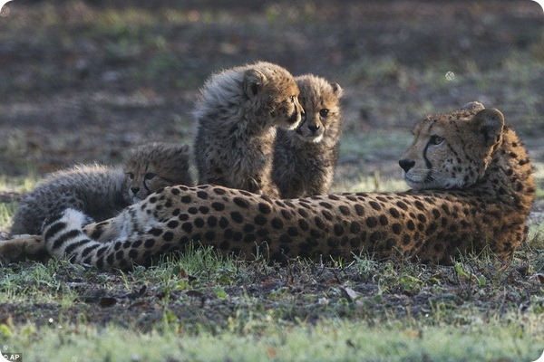 У самки гепарда из зоопарка Бюргерса родилось шесть детенышей