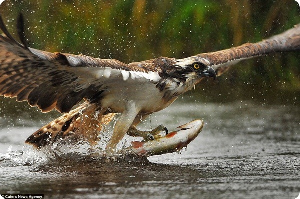 Британский фотограф сделал уникальные кадры скопы-рыболова
