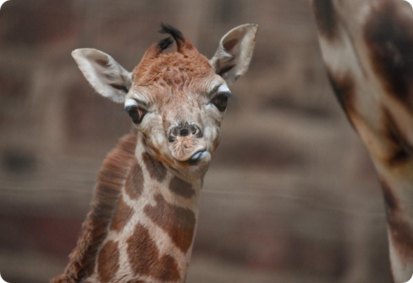 В зоопарке Честера родился детеныш жирафа Ротшильда