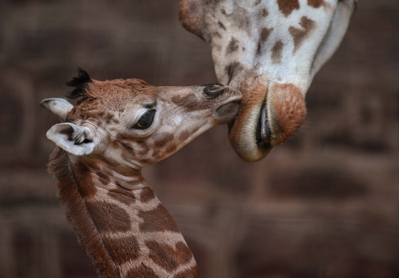 Сколько детенышей жирафа родилось за 2 года. Жираф с детенышем. Детеныш жирафа. Маленькие Жирафики. Жираф показывает язык.