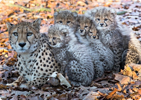 У самки гепарда из зоопарка Бюргерса родилось шесть детенышей