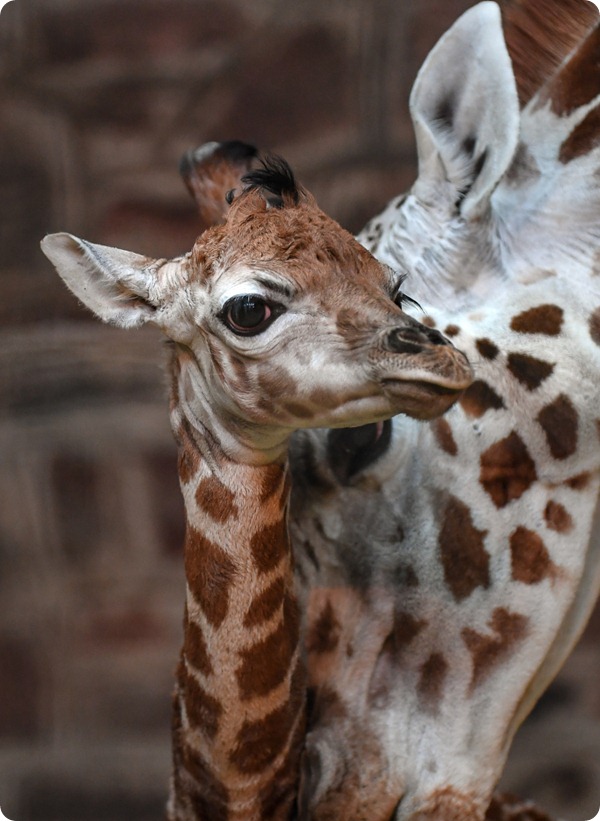 В зоопарке Честера родился детеныш жирафа Ротшильда