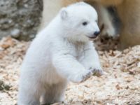 Знакомство с белым медвежонком из зоопарка Хеллабрунн