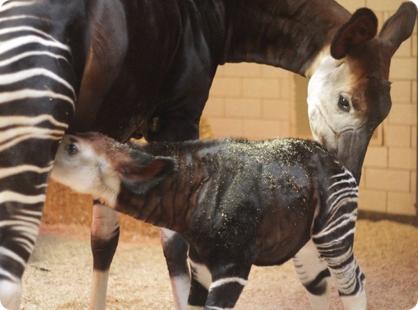 Зоопарк Сент-Луиса представил новорожденного окапи