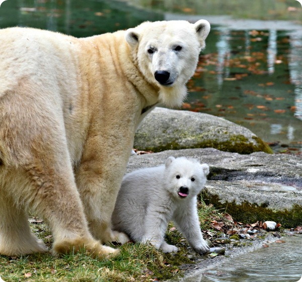 Знакомство с белым медвежонком из зоопарка Хеллабрунн