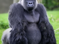 Необычный самец гориллы по кличке Амбам
