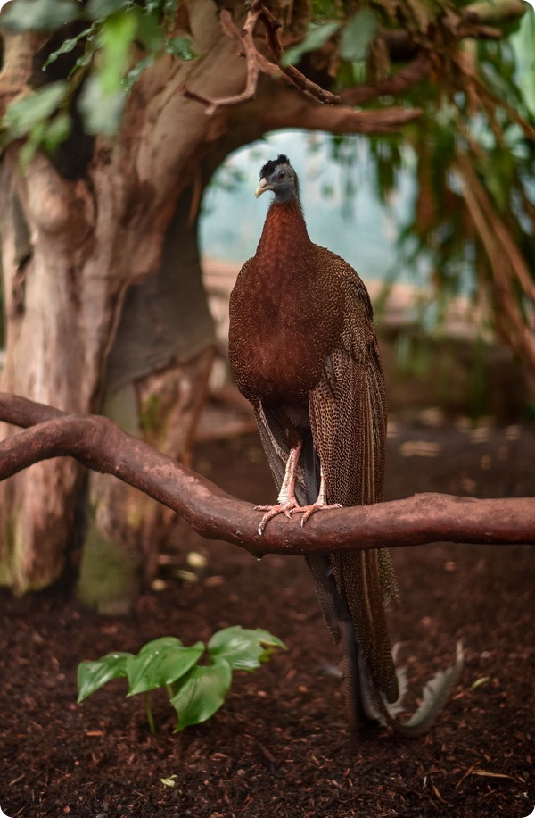 Зоопарк Честера представил птенцов редкого фазана 
