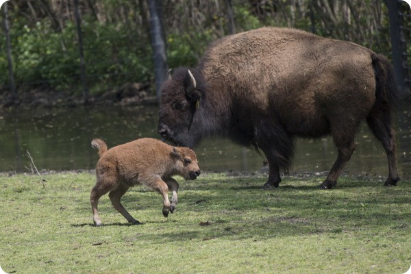 В зоопарке Бронкса родилось шесть детенышей бизона