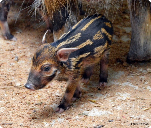 В зоопарке Вроцлава родились детеныши кистеухой свиньи