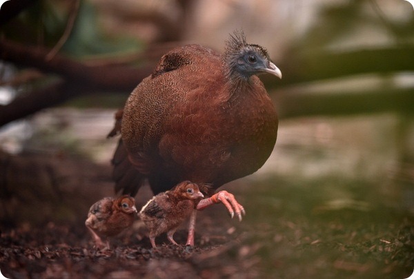 Зоопарк Честера представил птенцов редкого фазана 