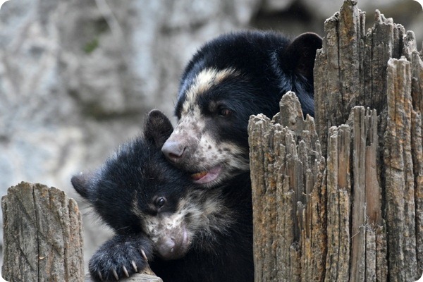 В Нью-Йорке впервые родился детеныш очкового медведя