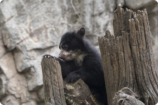 В Нью-Йорке впервые родился детеныш очкового медведя