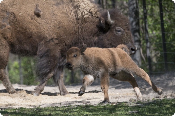 В зоопарке Бронкса родилось шесть детенышей бизона
