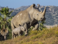 В зоопарке Сан-Диего родился детеныш редкого белого носорога
