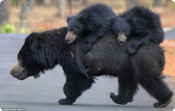 Медвежата прокатились на спине матери