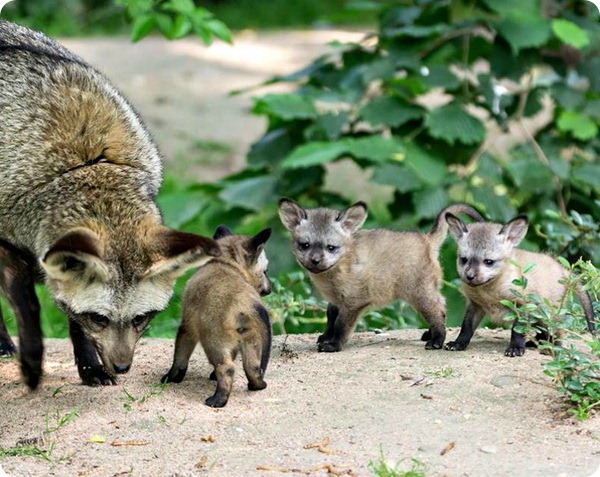 В зоопарке Крефельда родились детеныши большеухой лисицы