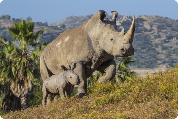 В зоопарке Сан-Диего родился детеныш редкого белого носорога 