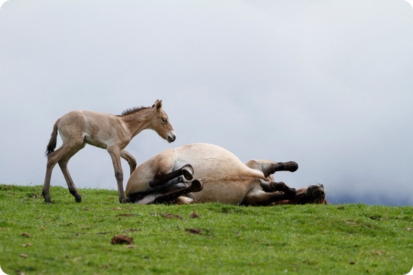 Хайленд Парк представил жеребенка лошади Пржевальского