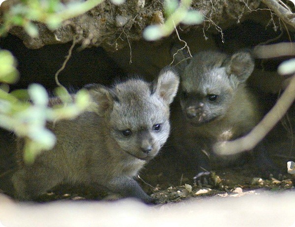 В зоопарке Крефельда родились детеныши большеухой лисицы