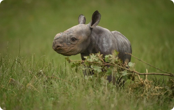 В зоопарке Честера родилось два детеныша черного носорога
