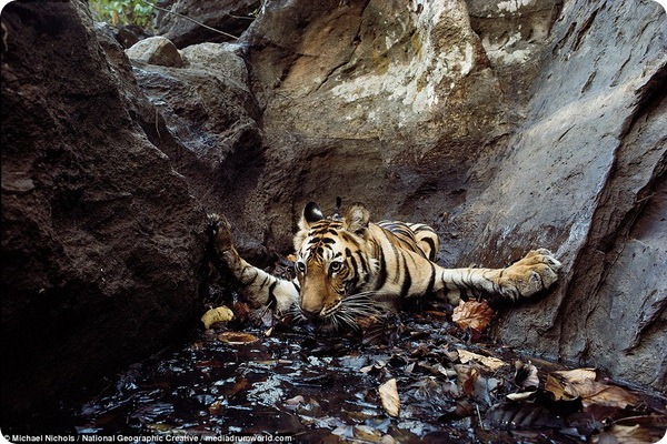 Исчезающие животные от фотографа Майкла Николса