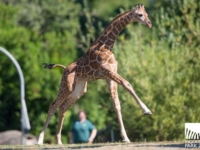 В Woodland Park Zoo подрастает детеныш жирафа