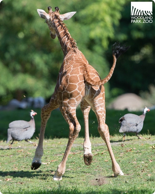 В Woodland Park Zoo подрастает детеныш жирафа  