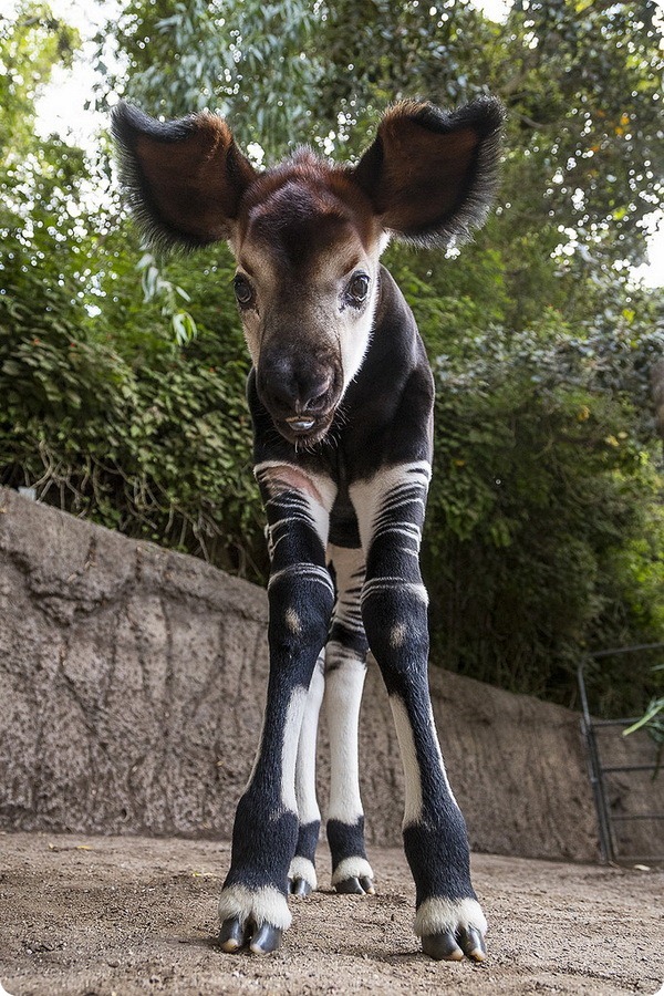 Зоопарк Сан-Диего рад сообщить о рождении детеныша окапи