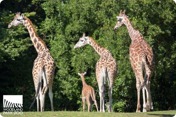 В Woodland Park Zoo подрастает детеныш жирафа  