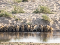 Уникальные кадры: Двадцать львов пришли на водопой…