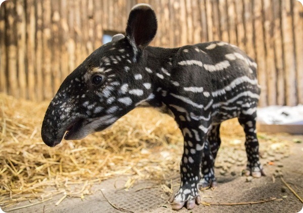 Зоопарк Эдинбурга представил детеныша малайского тапира