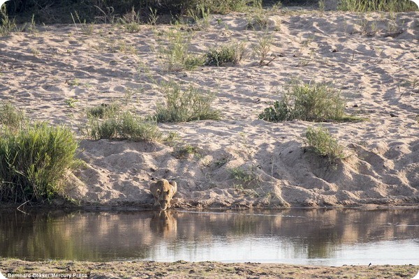 Уникальные кадры: Двадцать львов пришли на водопой…