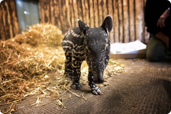 Зоопарк Эдинбурга представил детеныша малайского тапира