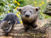 Берлинский зоопарк представил четырех детенышей бинтуронга