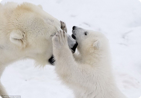 Белые медведи: мама и малыш весело играют на снегу