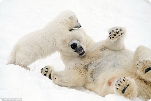 Белые медведи: мама и малыш весело играют на снегу