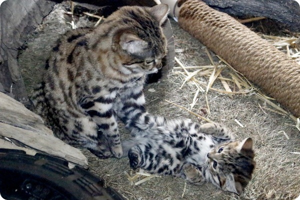 Зоопарк Хогл празднует рождение котенка черноногой кошки