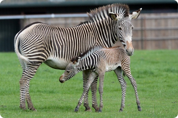 В Зоопарке Уипснейд подрастают два жеребенка зебры Греви 