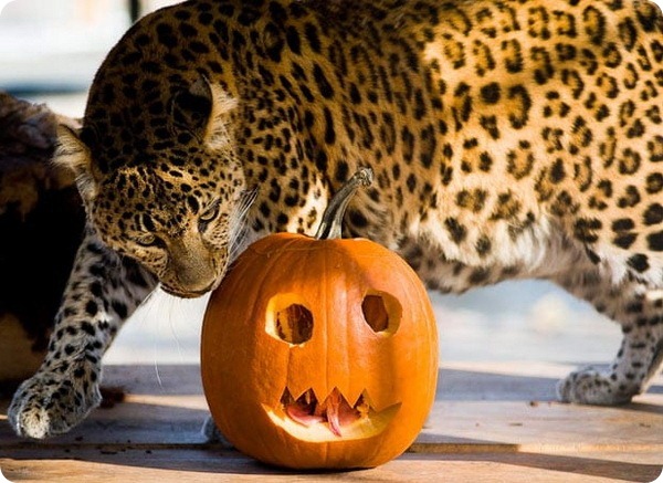 Как встречают Хэллоуин животные в зоопарках по всему миру