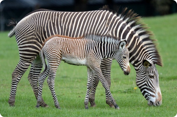 В Зоопарке Уипснейд подрастают два жеребенка зебры Греви 