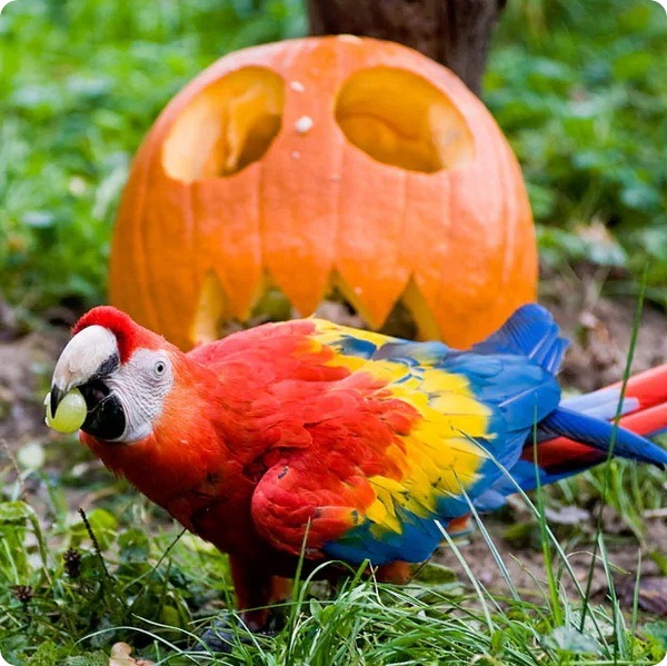 Как встречают Хэллоуин животные в зоопарках по всему миру