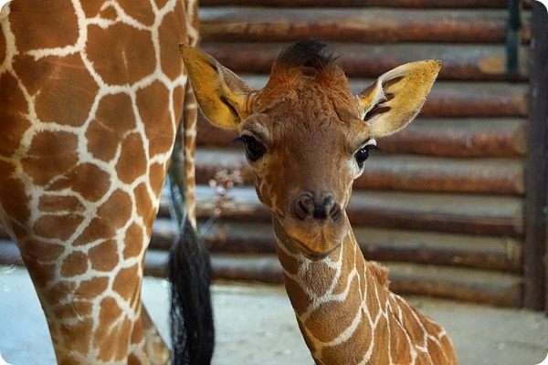 В зоопарке Вроцлава родился детеныш сетчатого жирафа
