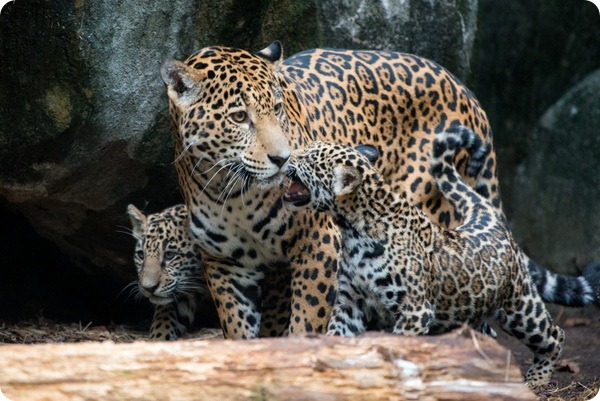 В зоопарке Хьюстона подрастают детеныши ягуара