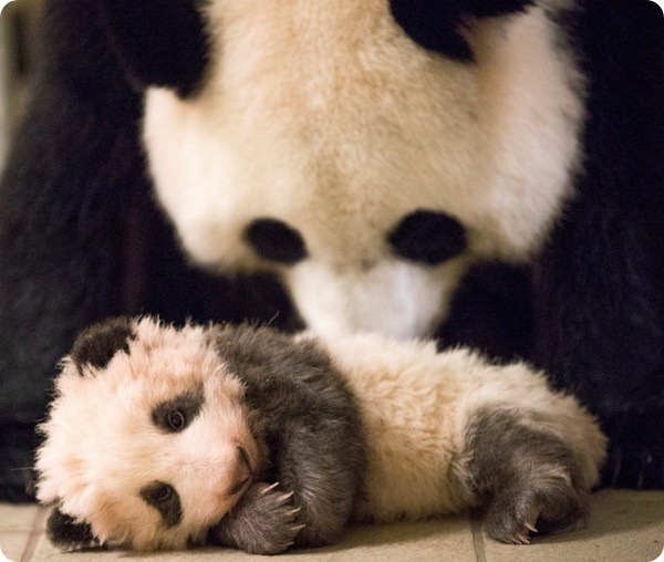 В зоопарке Франции подрастает детеныш большой панды